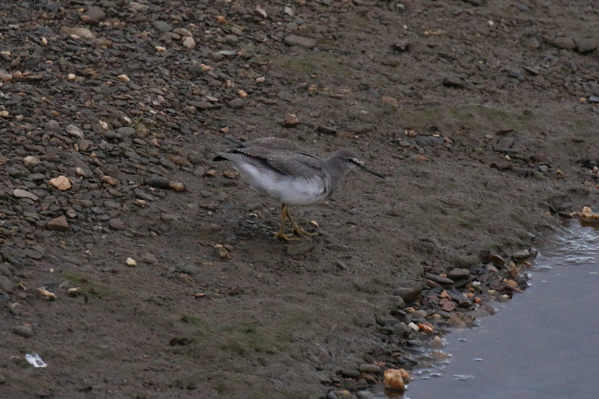 Wandering Tattler - ML74476501