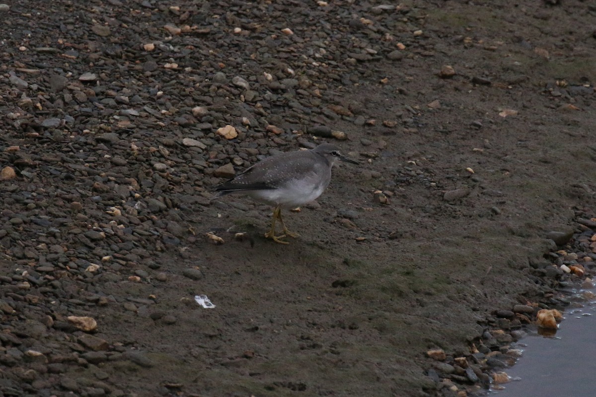 Wandering Tattler - ML74476511