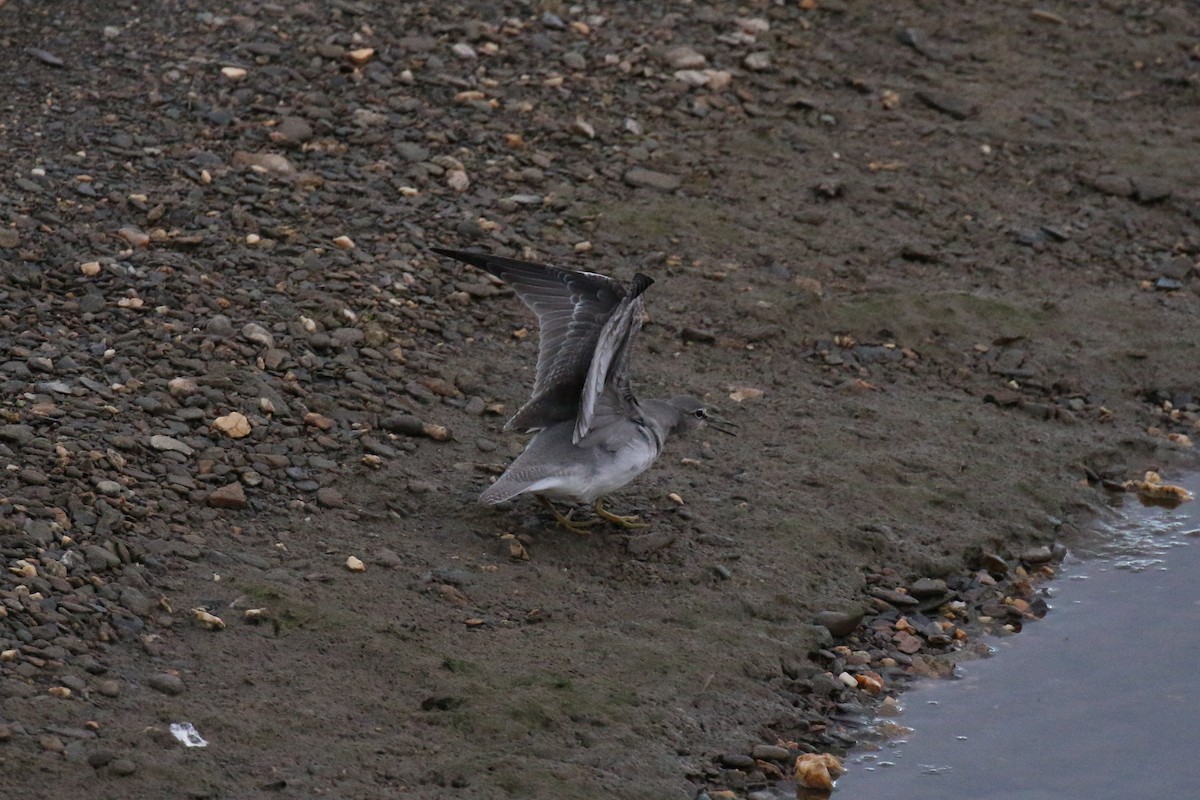 Wandering Tattler - ML74476531