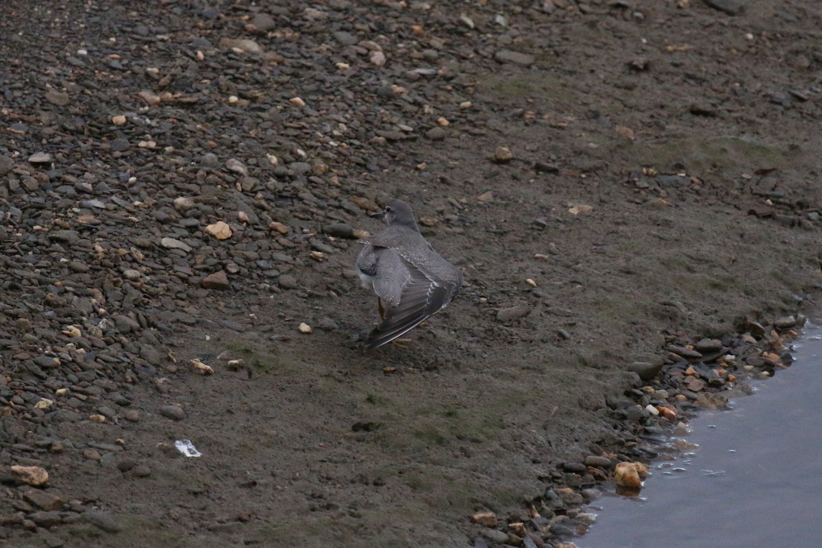 Wandering Tattler - ML74476541