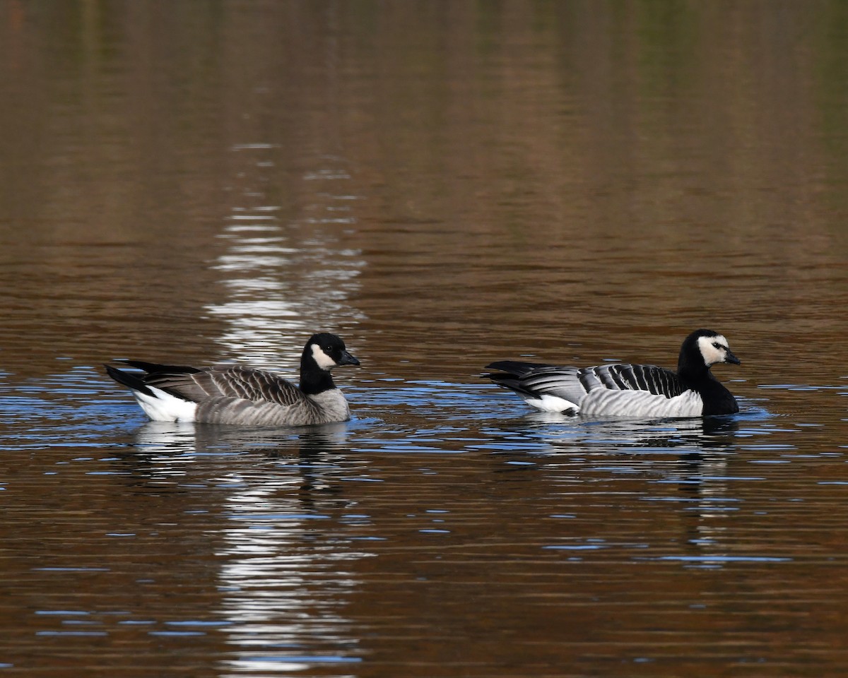 Cackling Goose - ML74476581