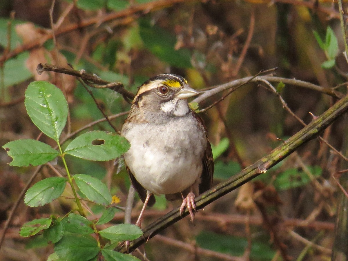 White-throated Sparrow - WS Barbour