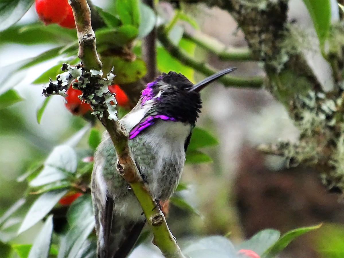 Costa's Hummingbird - Team Ona