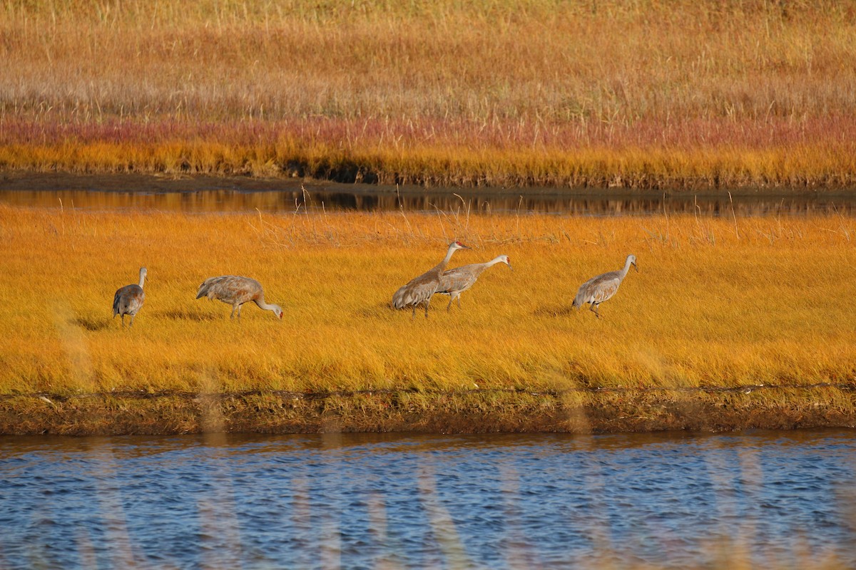 Sandhill Crane - ML74477651