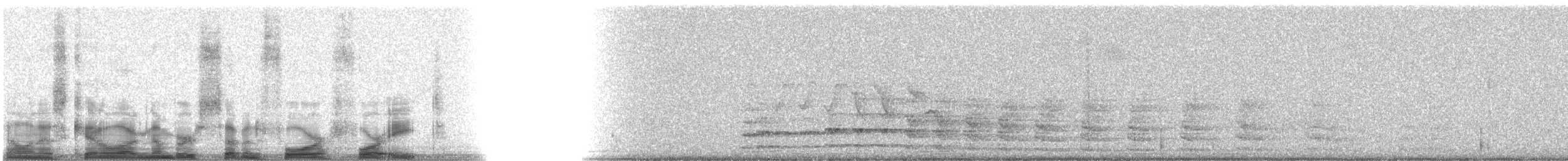 Caribbean Elaenia (Caribbean) - ML7448