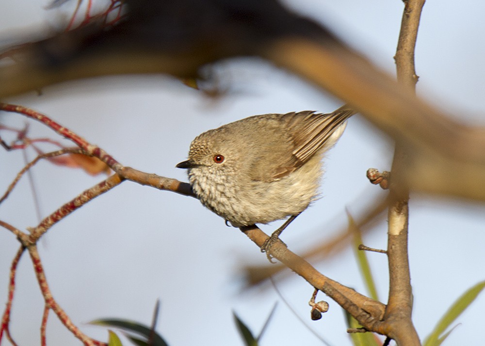 Inland Thornbill - ML74481641