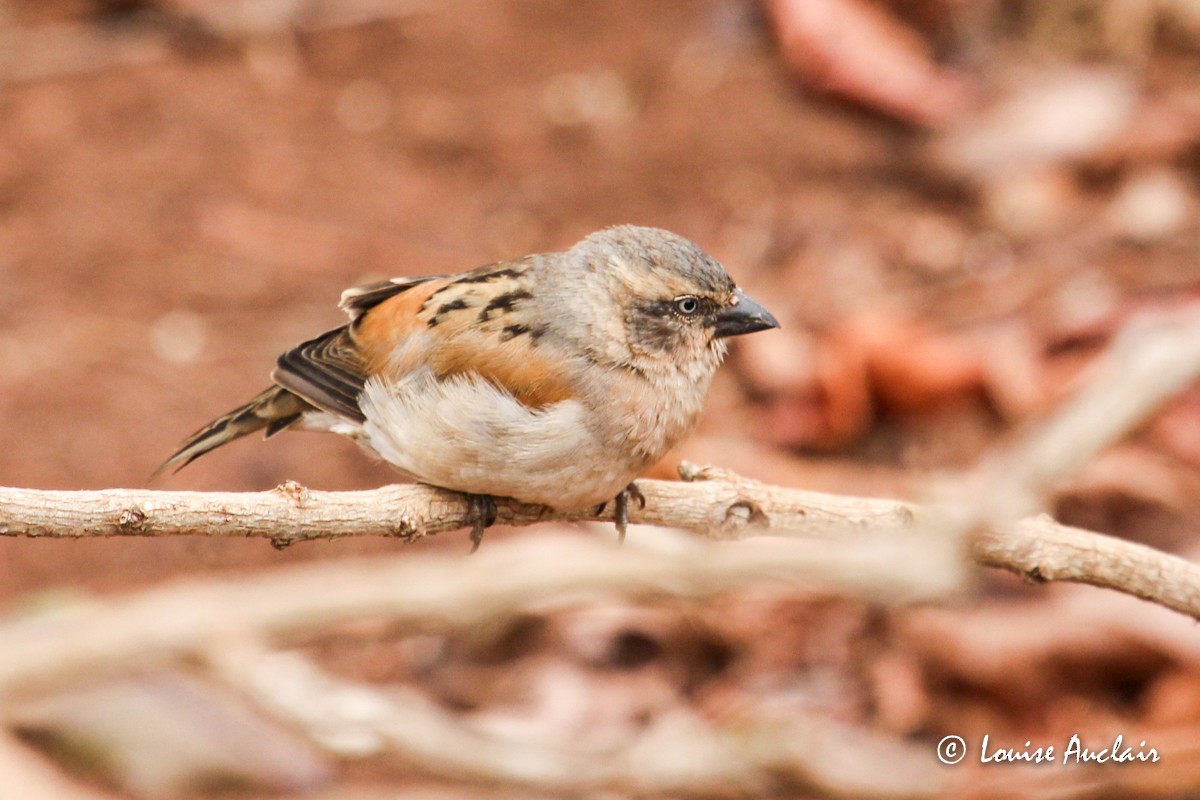 Kenya Rufous Sparrow - Louise Auclair
