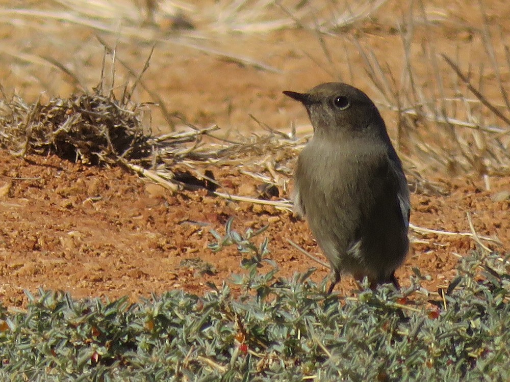 クロジョウビタキ（gibraltariensis／aterrimus） - ML74481961