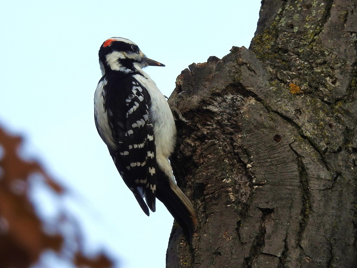 Hairy Woodpecker - Bonnie Kinder
