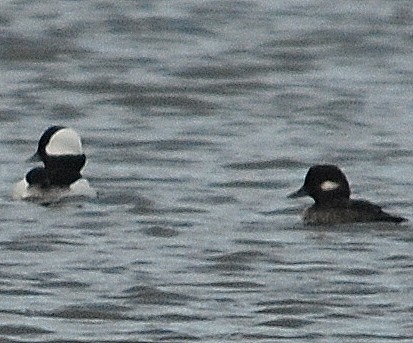 Bufflehead - Richard Haimes