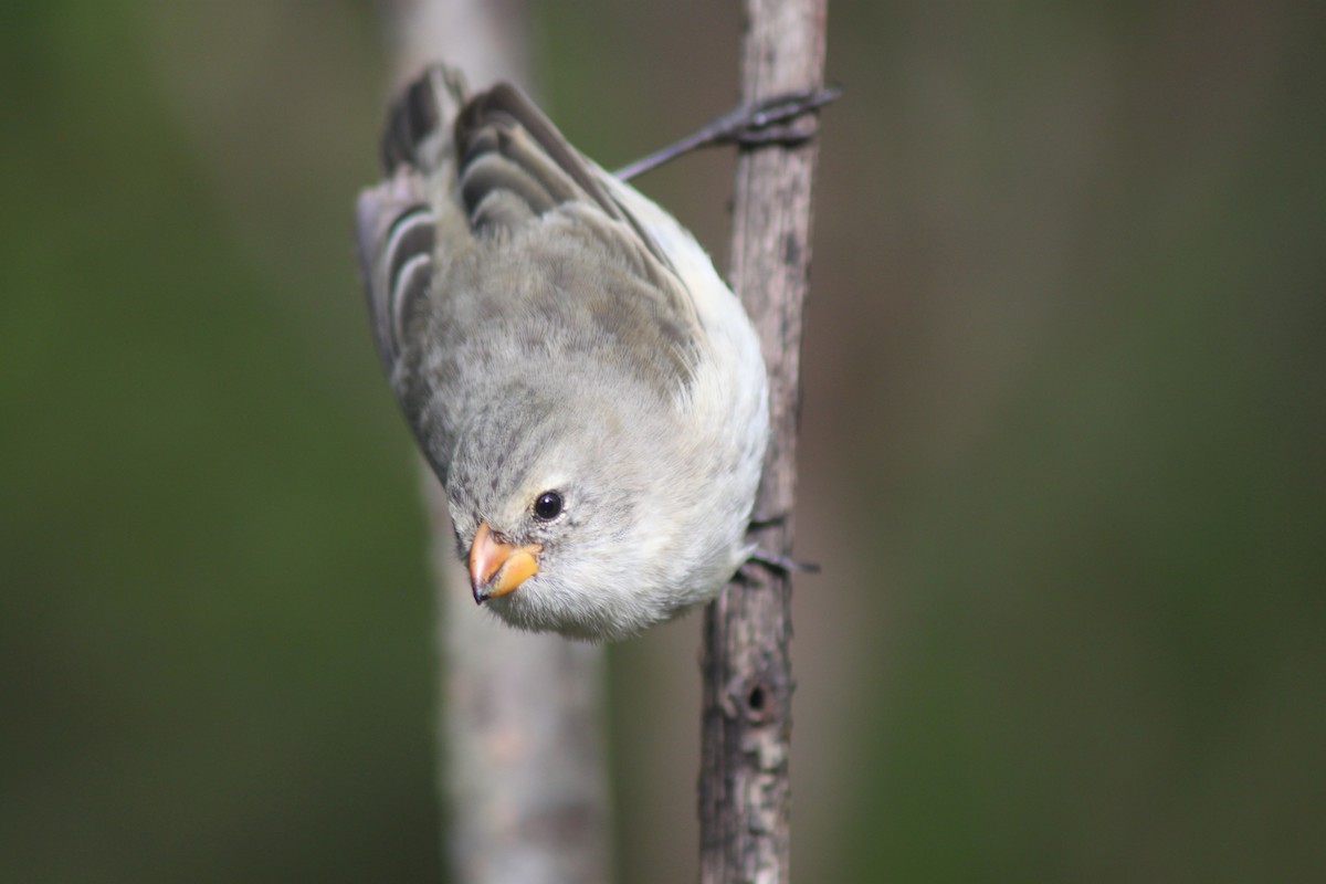 Small Tree-Finch - John Drummond
