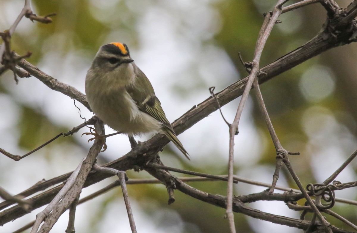 Golden-crowned Kinglet - ML74486831