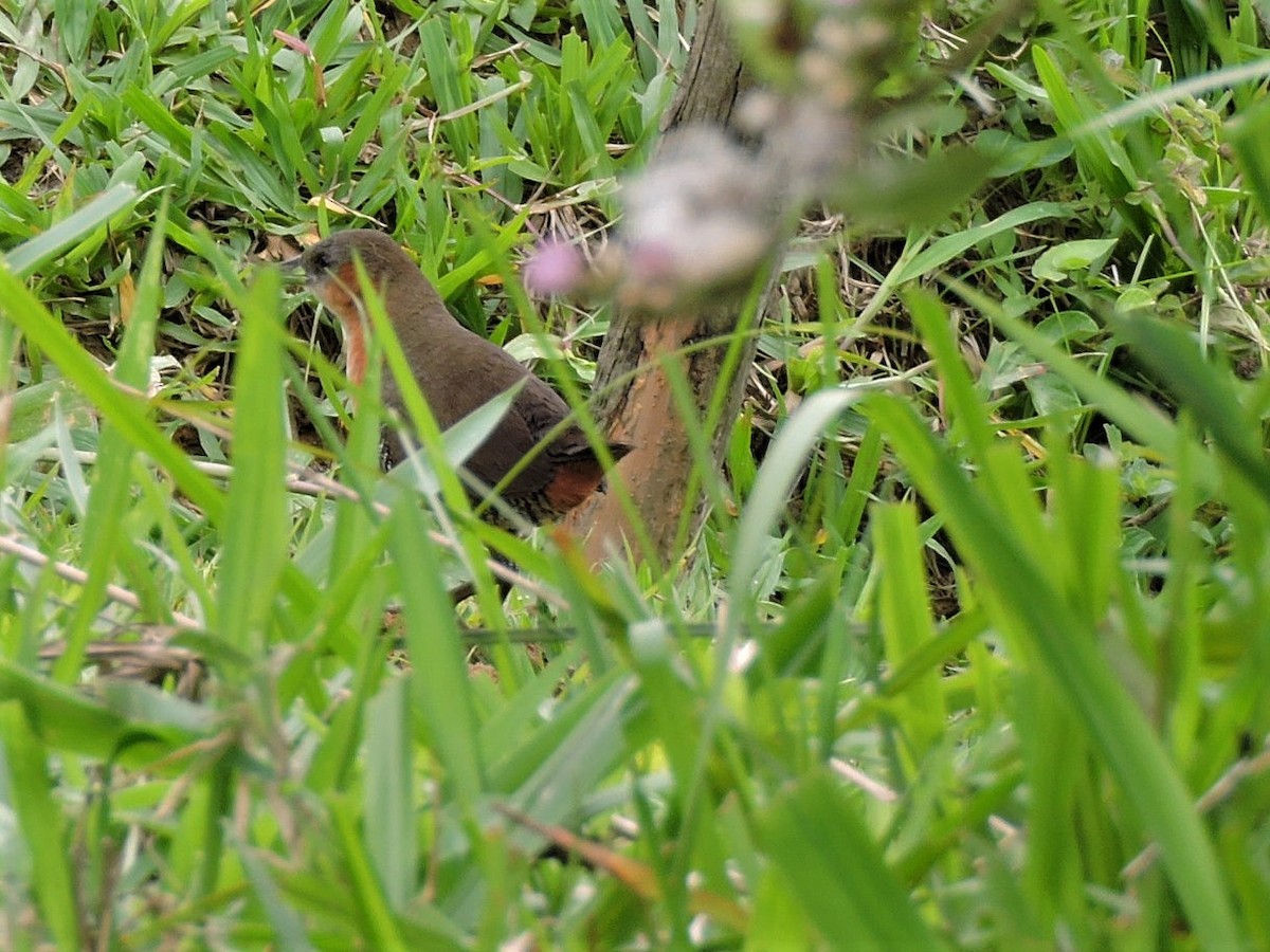 Rufous-sided Crake - Fabio Barata