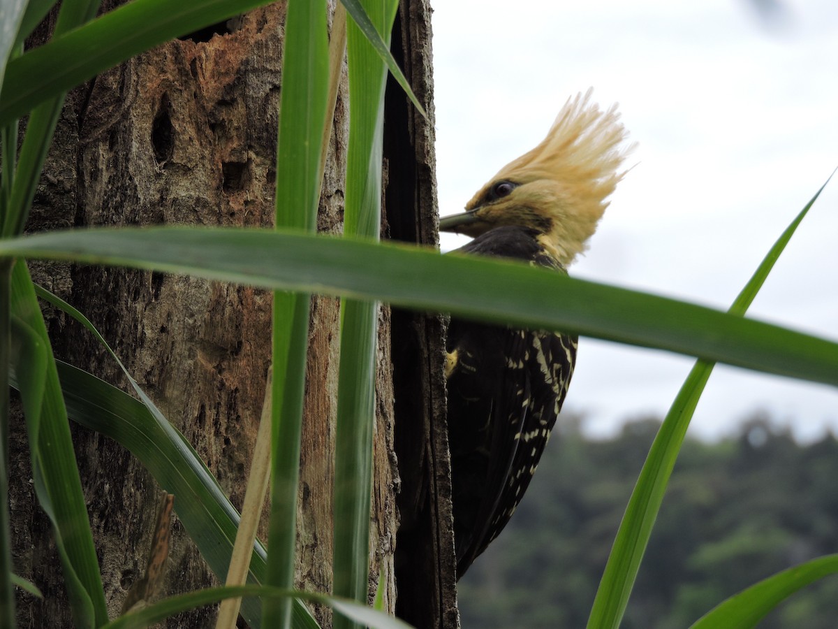 Blond-crested Woodpecker - ML74487601