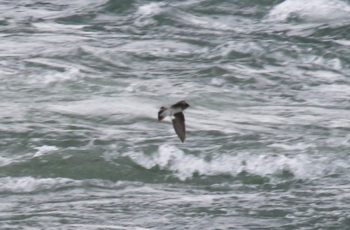 Northern Rough-winged Swallow - ML74487811