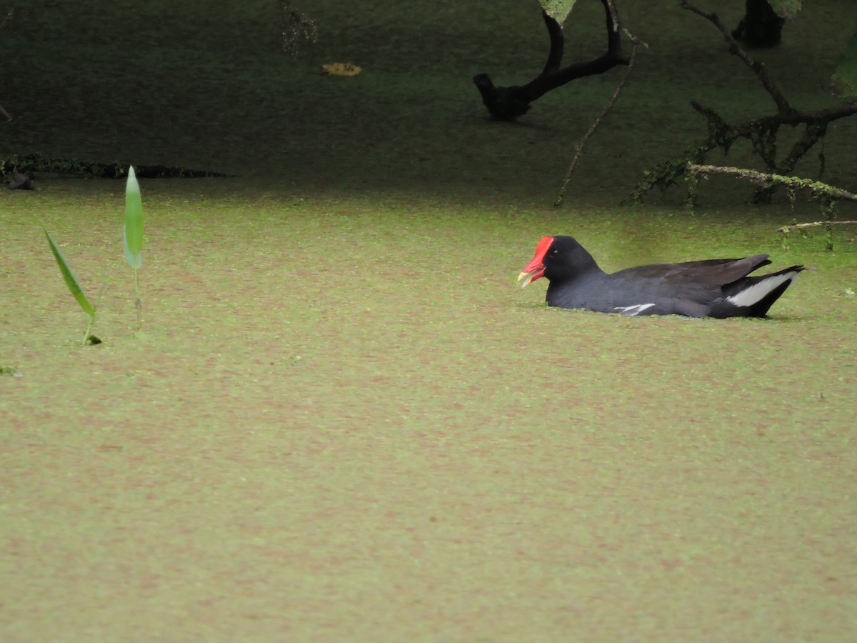 Gallinule d'Amérique - ML74488121