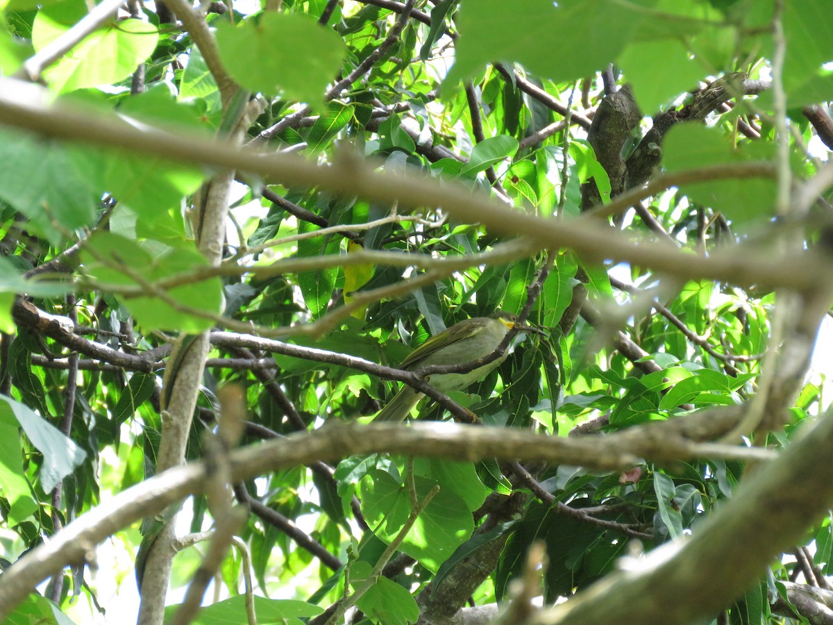 Eastern Wattled-Honeyeater - ML74488371