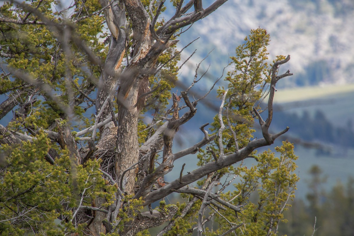 Great Horned Owl - Jessica Hadley