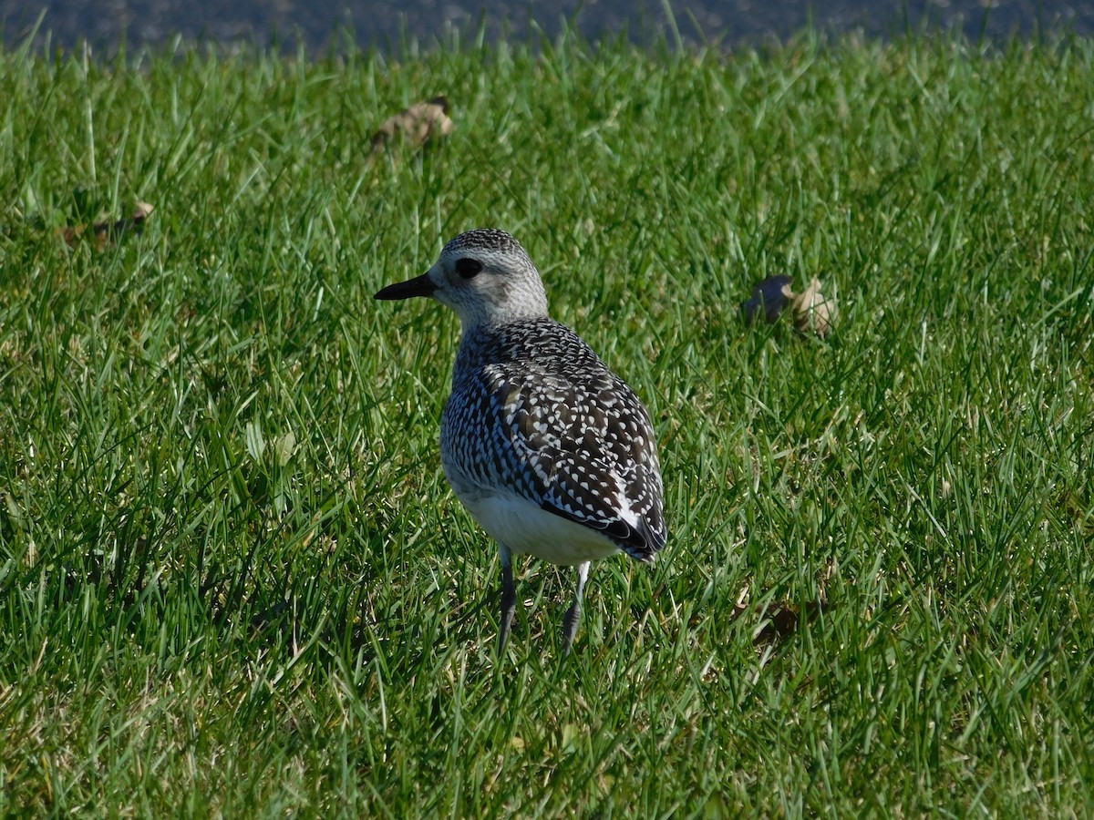 Black-bellied Plover - ML74489131