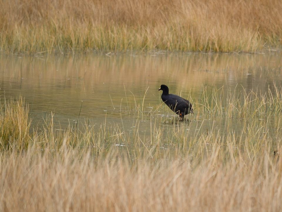 Giant Coot - ML74489161
