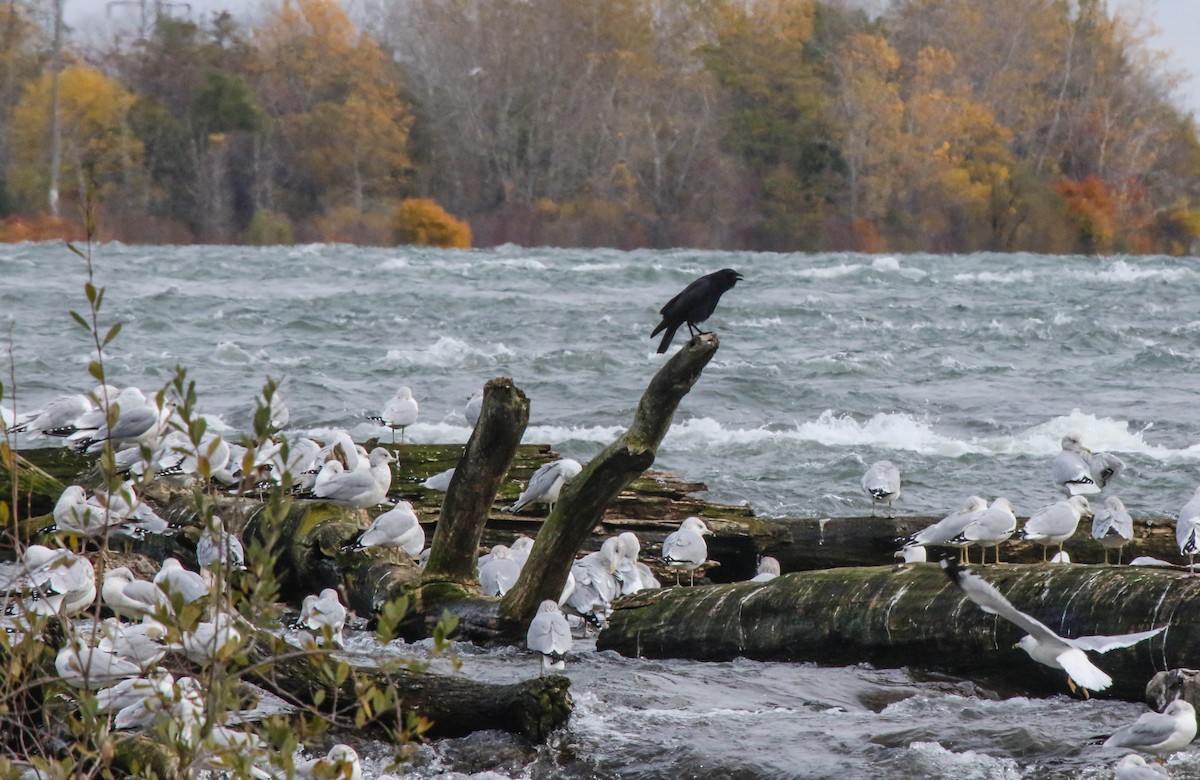 American Crow - ML74489191