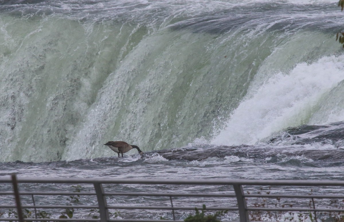 Canada Goose - ML74489451