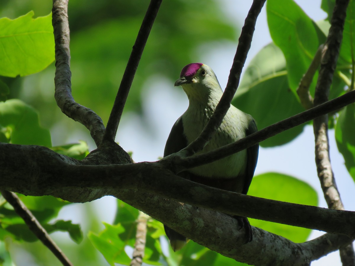 Crimson-crowned Fruit-Dove - ML74489551