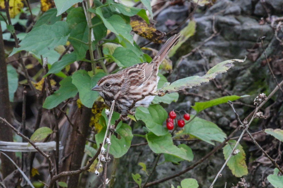 Song Sparrow - ML74489911