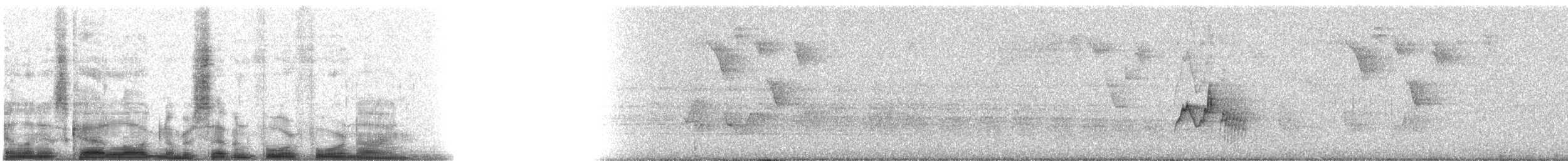 Caribbean Elaenia (Caribbean) - ML7449