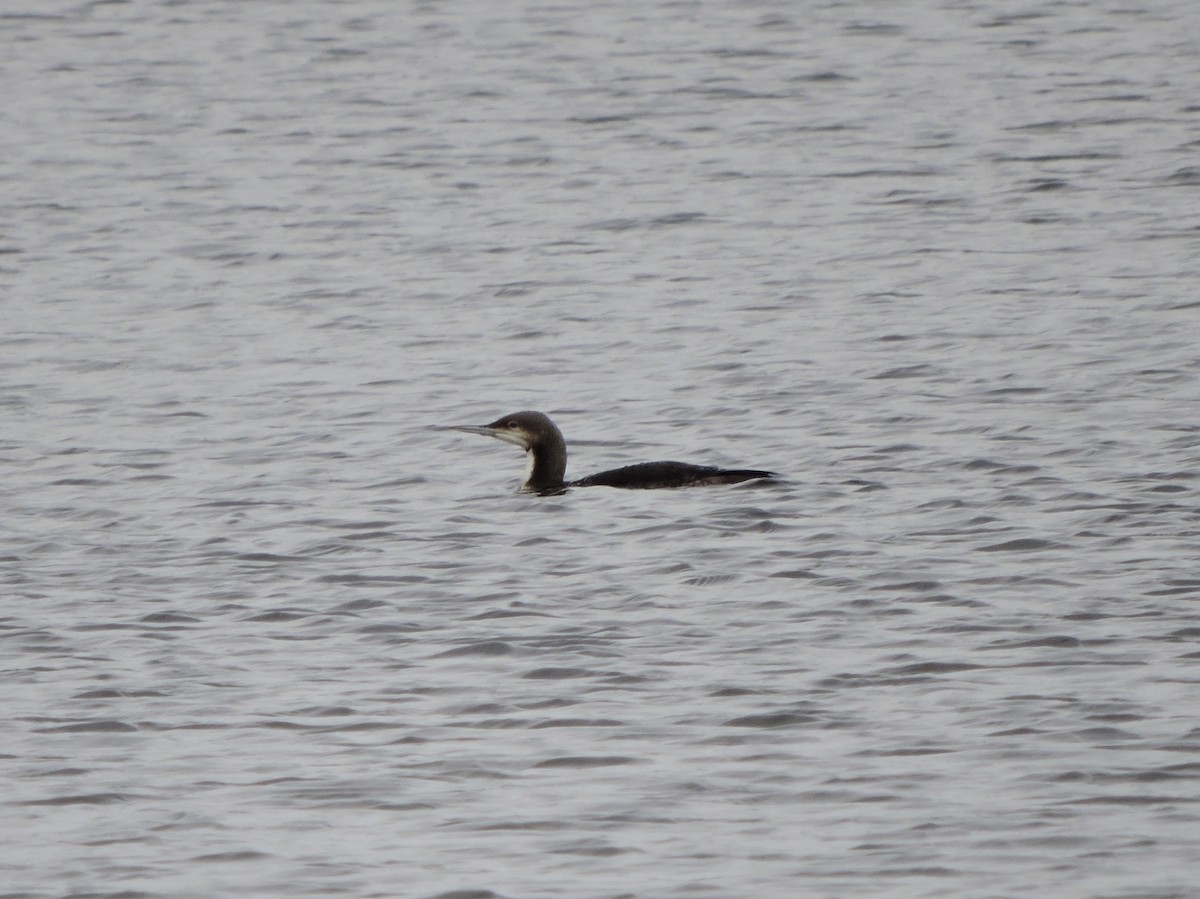 Pacific Loon - ML74490071