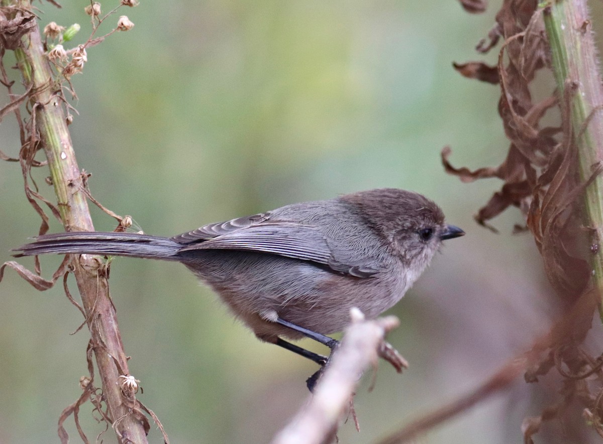 Bushtit - Charlie   Nims