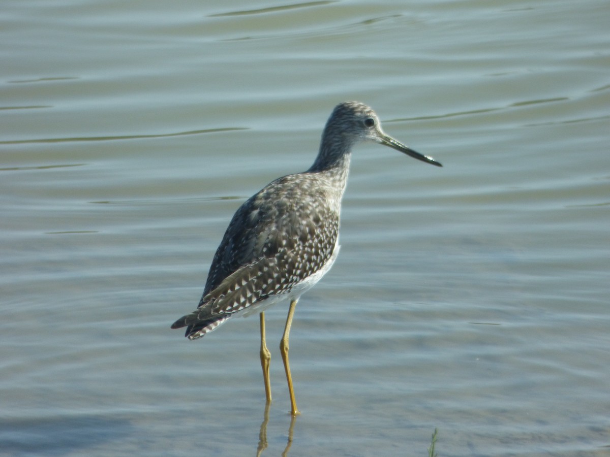 Greater Yellowlegs - ML74491301