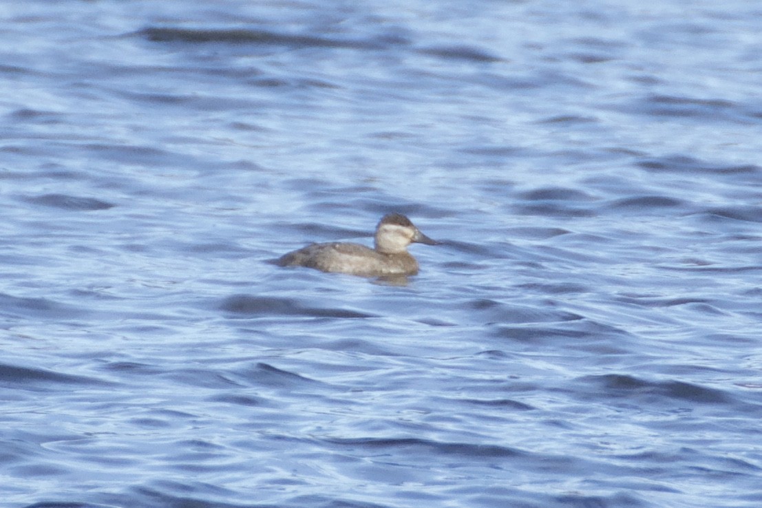 Ruddy Duck - ML74491511