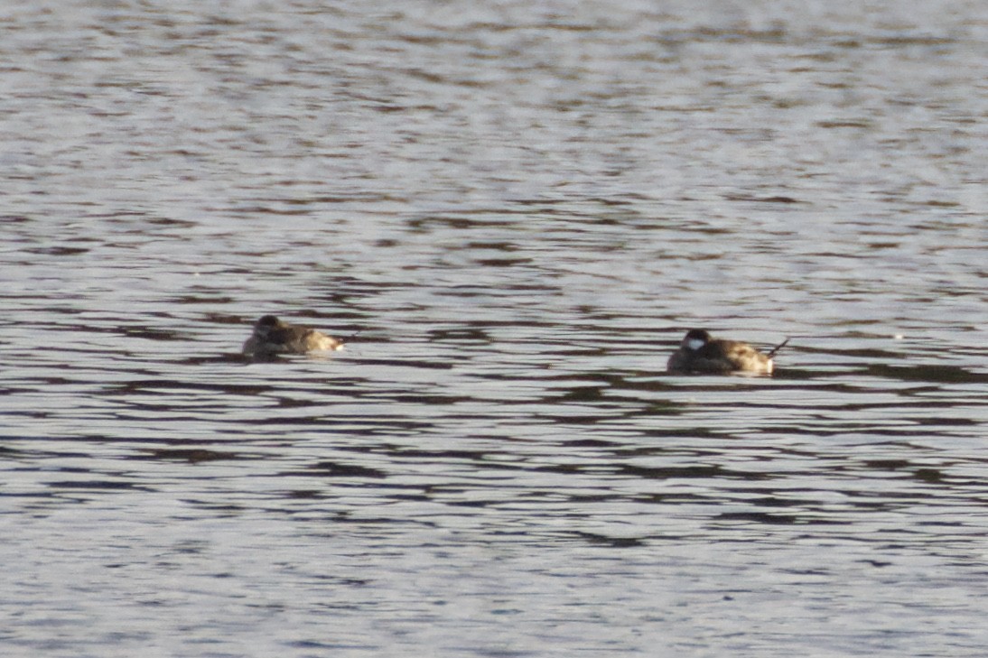 Ruddy Duck - ML74491991