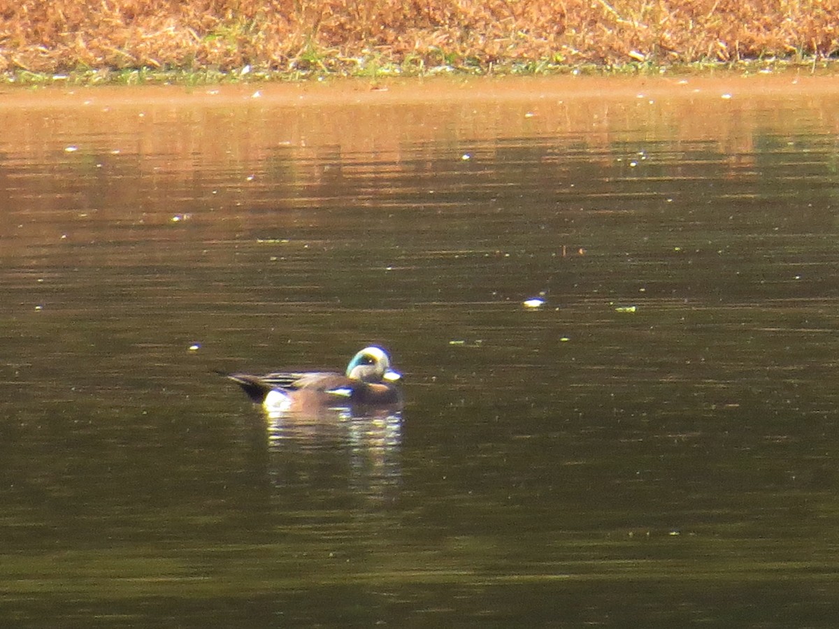 American Wigeon - ML74492271