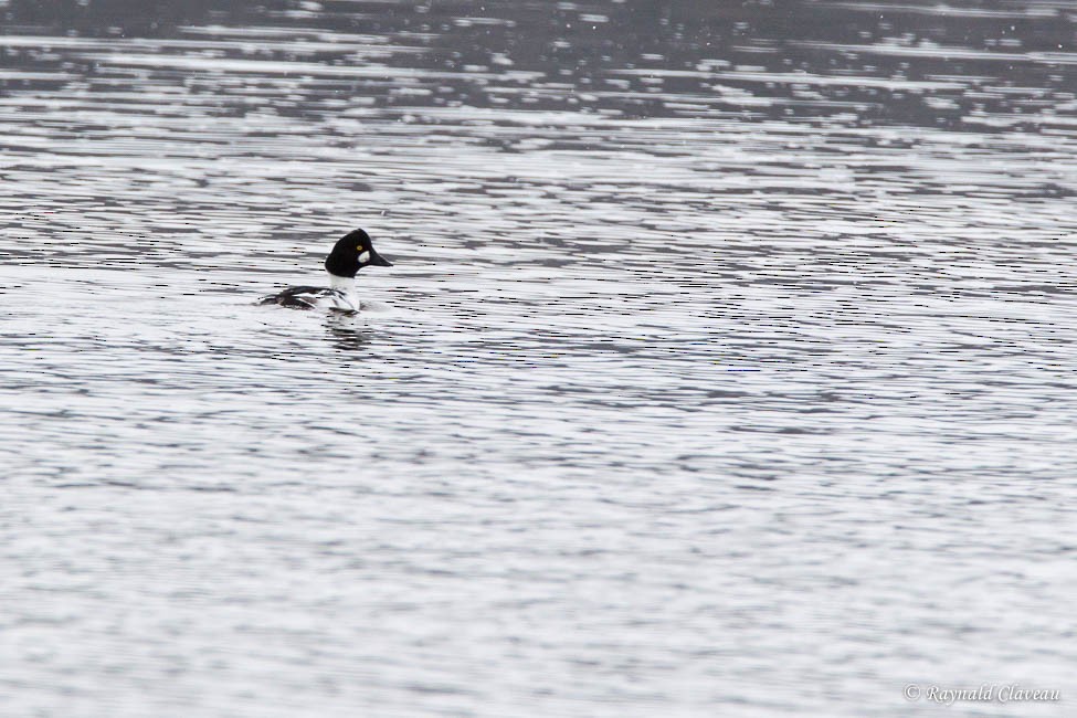 Common Goldeneye - ML74492421