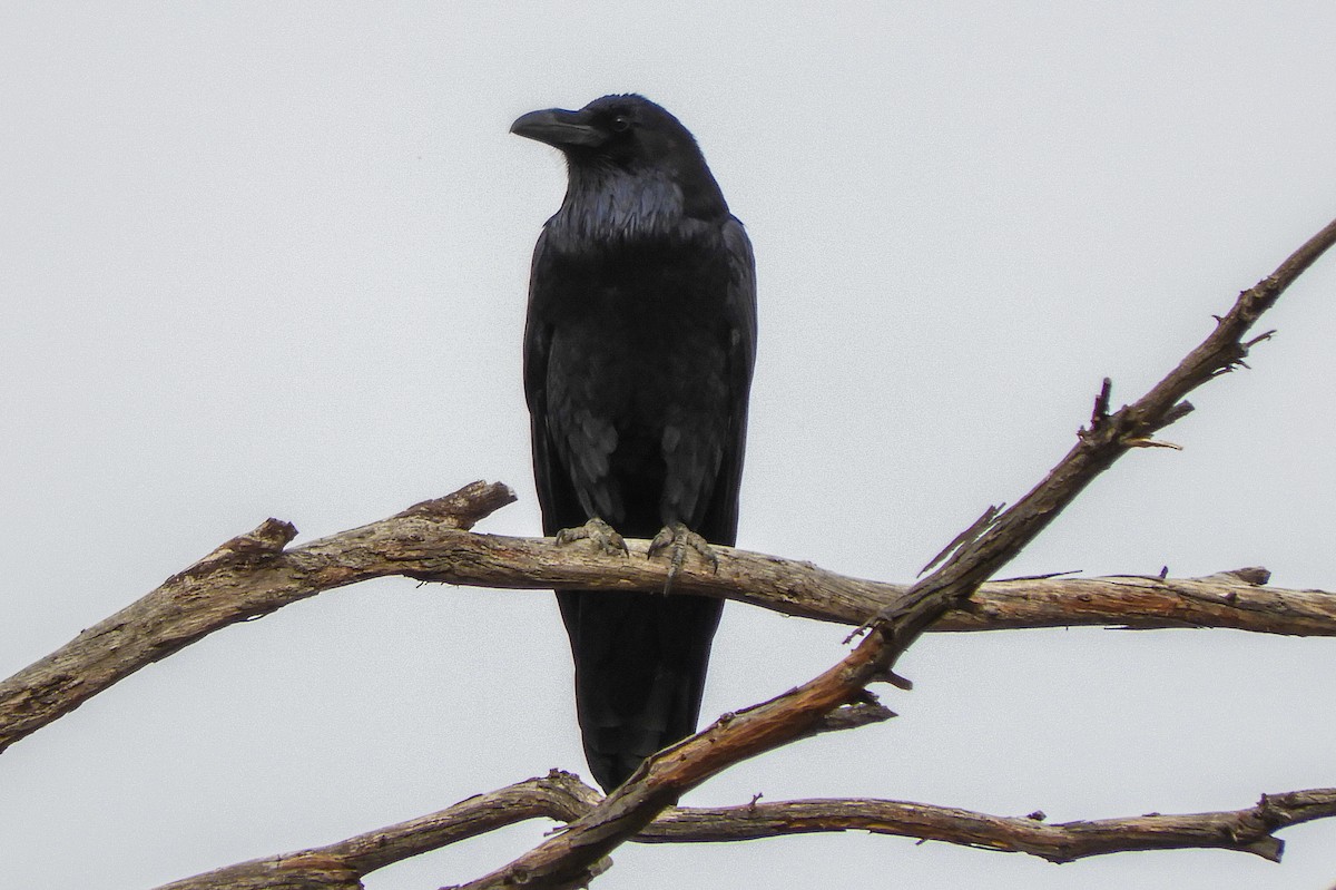 Common Raven - ML74492981