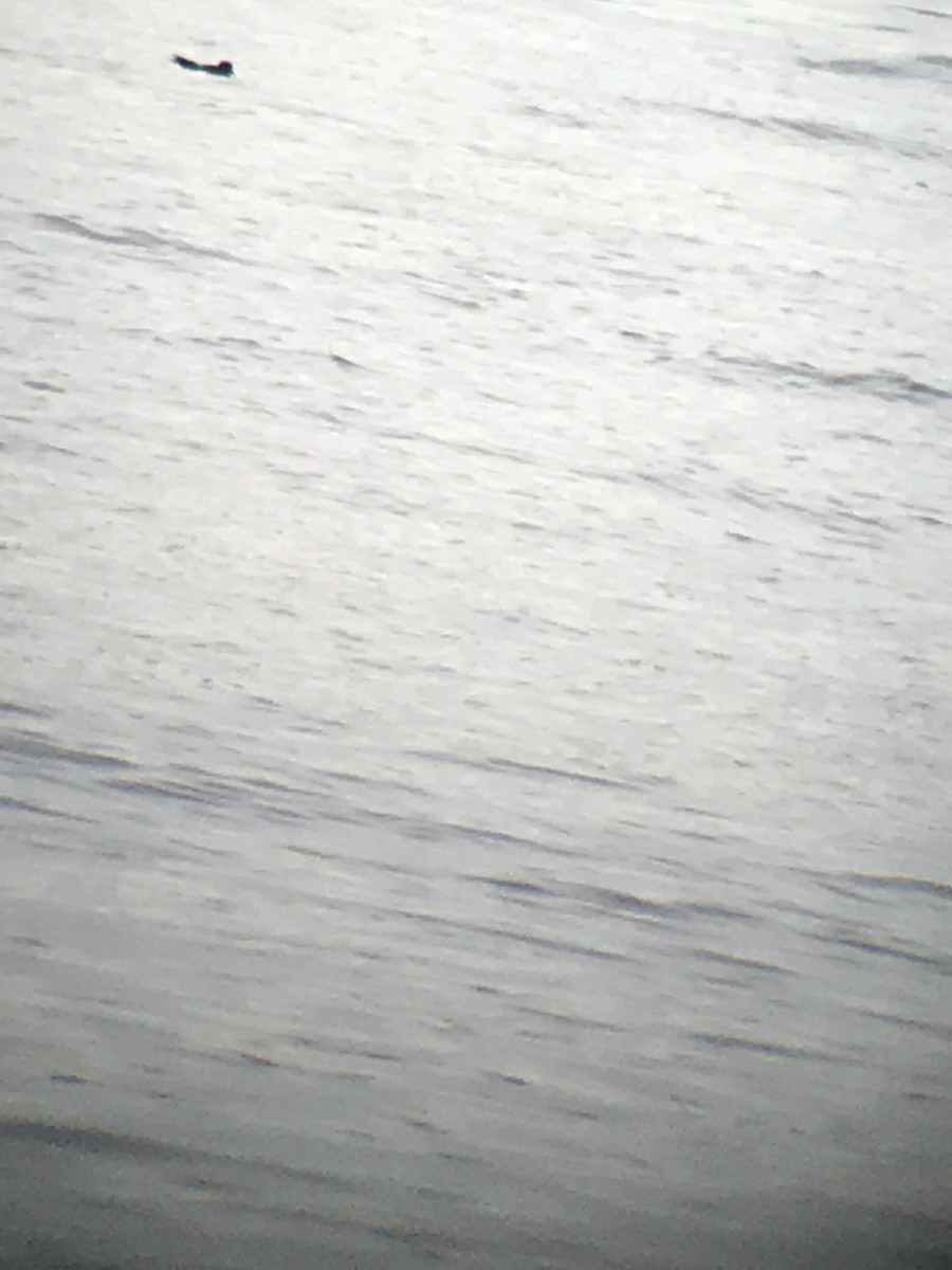白腰叉尾海燕 - ML74493681
