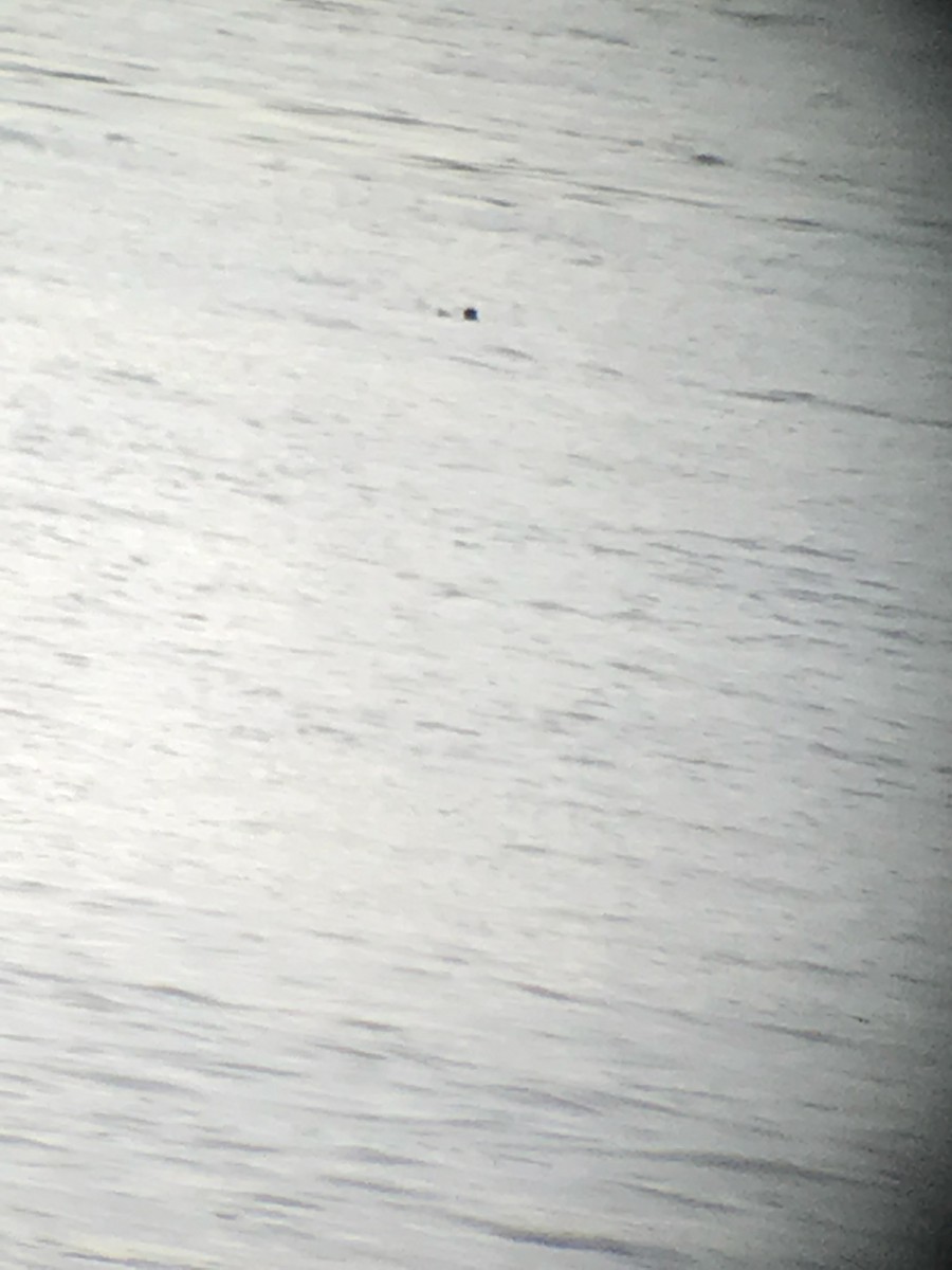 白腰叉尾海燕 - ML74493691