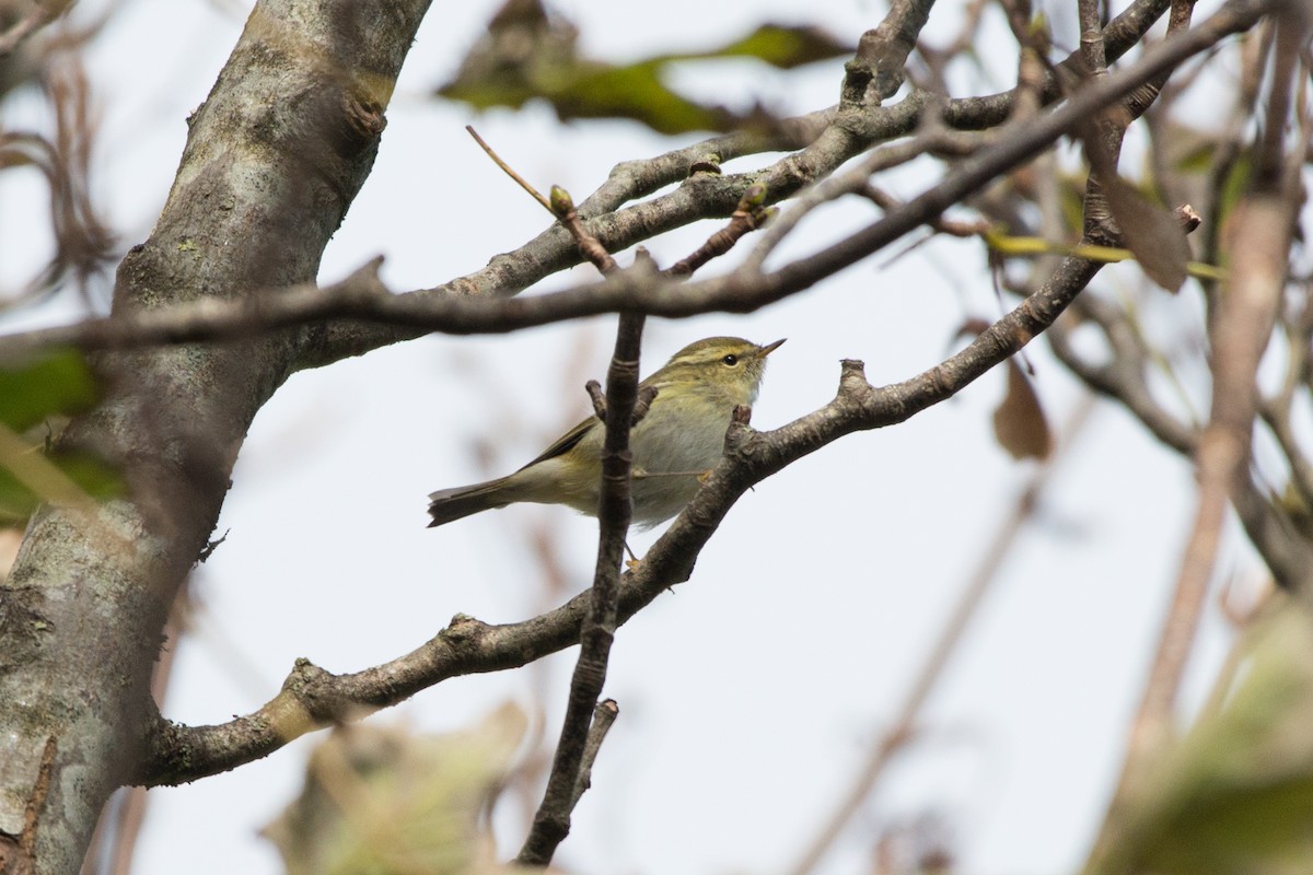 Yellow-browed Warbler - ML74493851