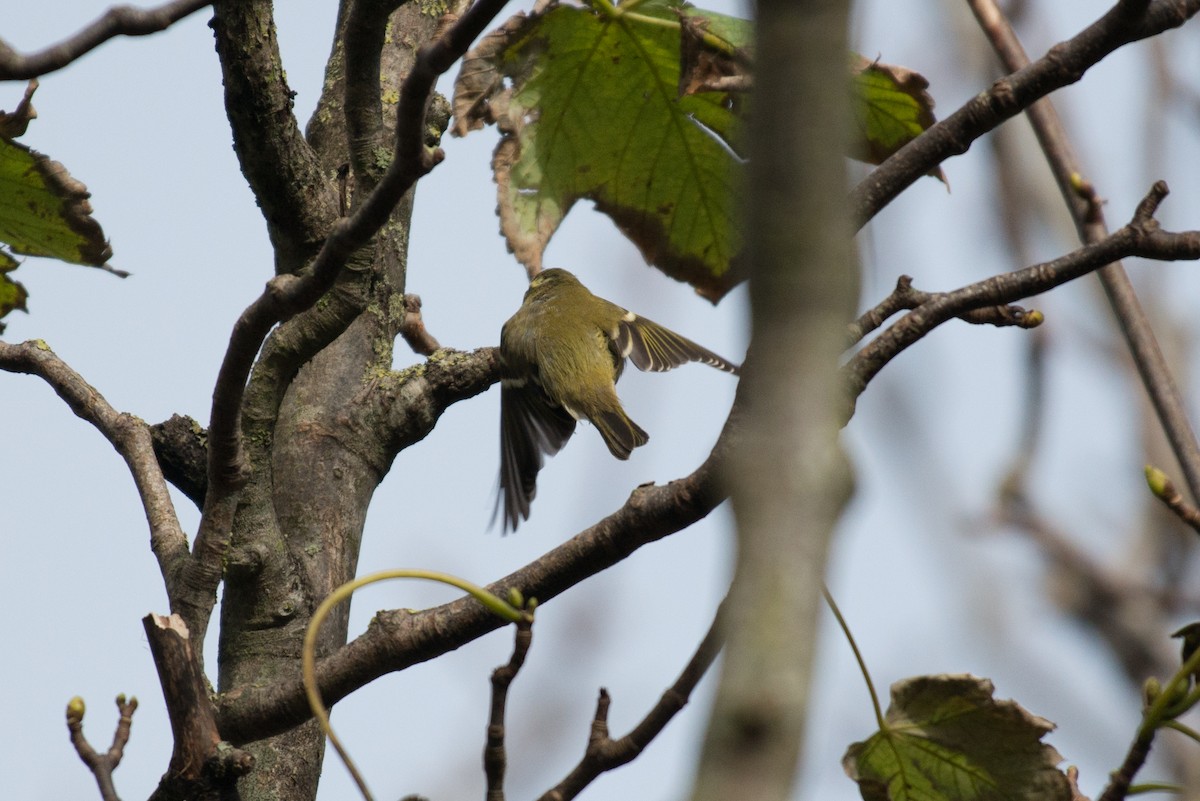 Yellow-browed Warbler - ML74493971