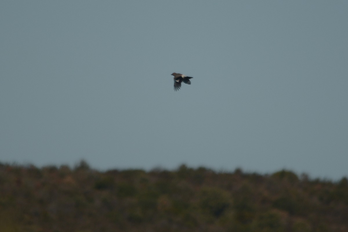 Eurasian Jay - ML74494031