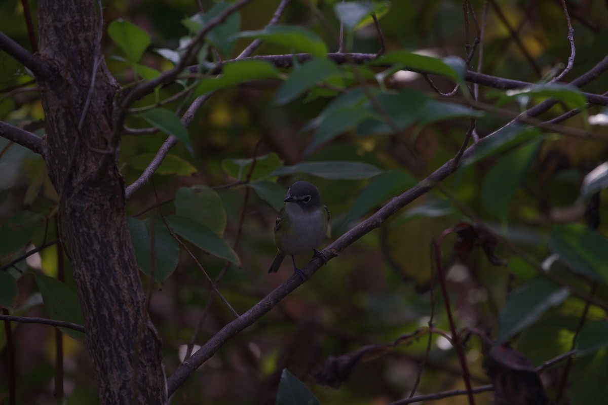 Mavi Başlı Vireo - ML74494341