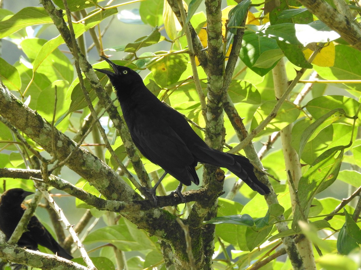 Nicaraguan Grackle - Mercedes Alpizar