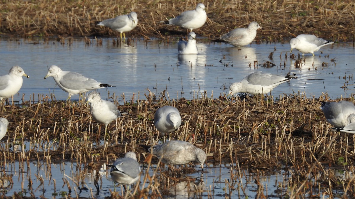 Ring-billed Gull - Raymond  Piché