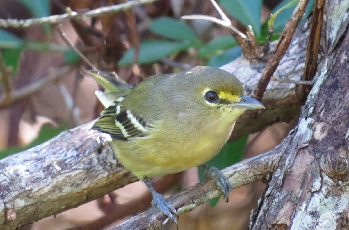 Thick-billed Vireo - Michael Woodruff