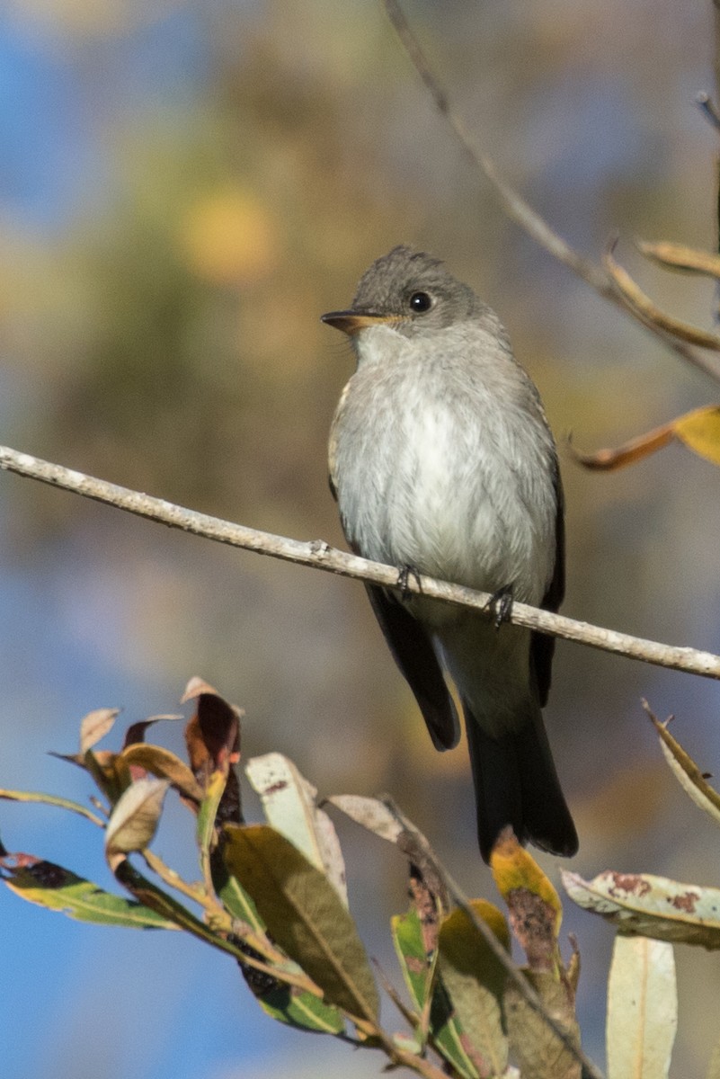 Eastern Wood-Pewee - Robert Lewis