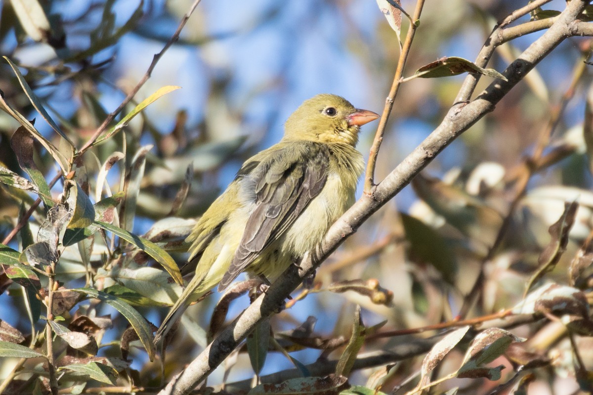 Scarlet Tanager - ML74498661