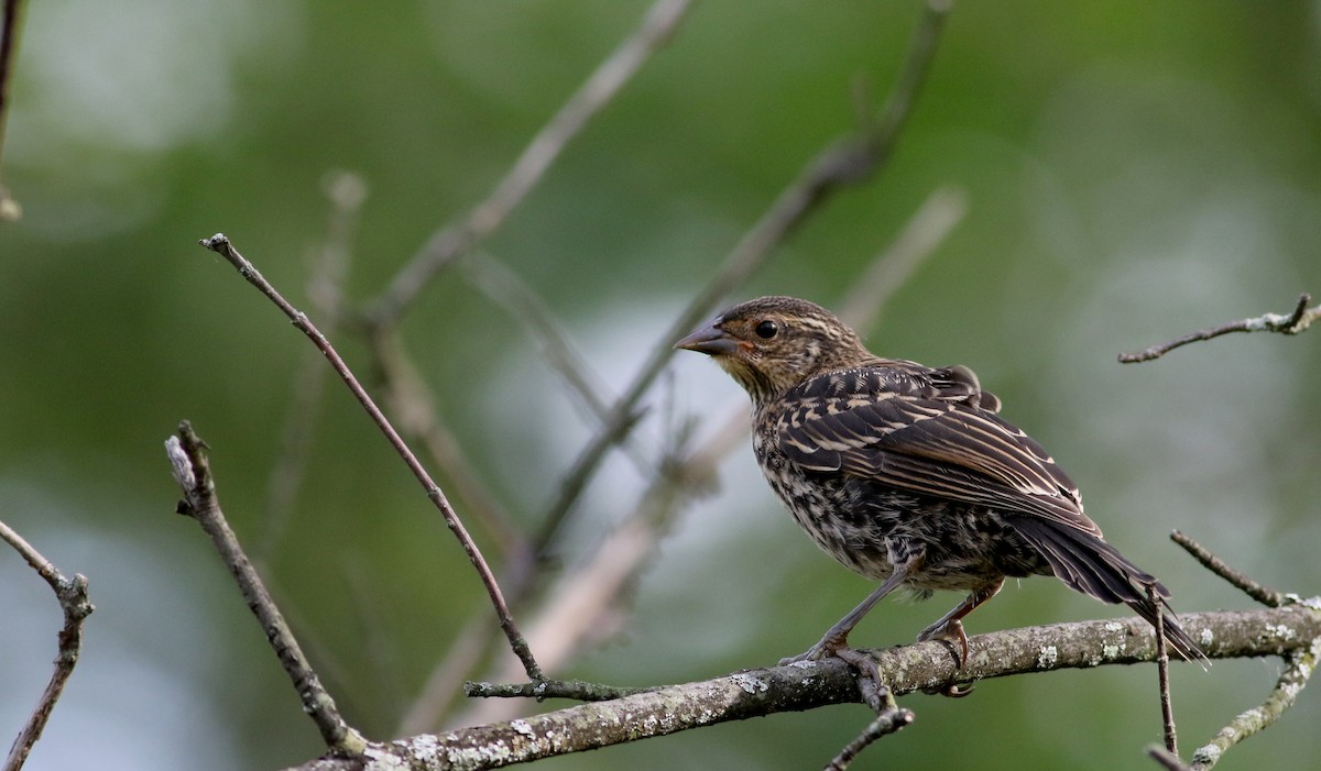 rødvingetrupial (phoeniceus gr.) - ML74498711