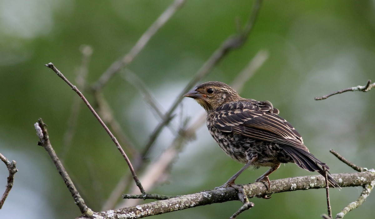 rødvingetrupial (phoeniceus gr.) - ML74498721